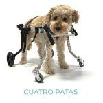deambulador para perros - small - ortopedia mascotas