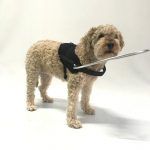 ARNÉS PARA PERROS CIEGOS - ORTOPEDIA MASCOTAS