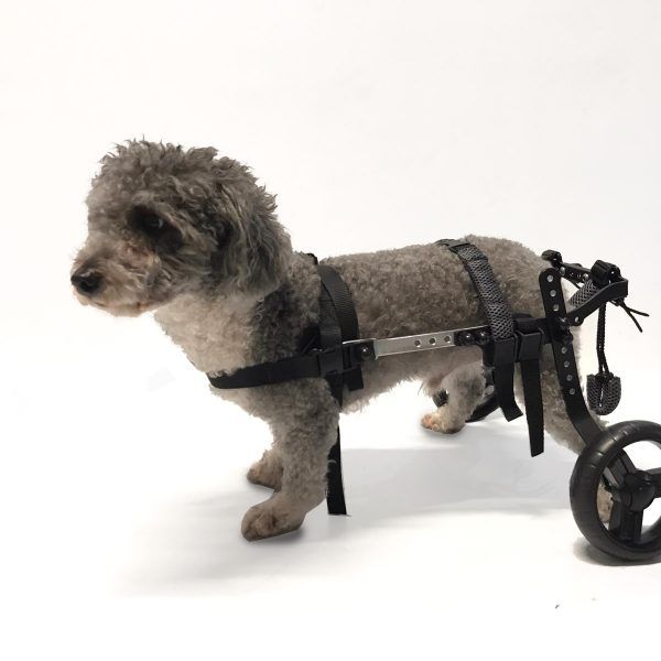 silla de ruedas caniche toy
