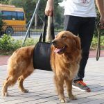 harnais ventral 3 ortopedia mascotas
