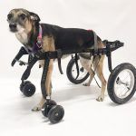 andador para perros - integral - medium - ortopedia mascotas