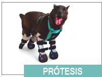 PROTESIS